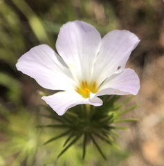 Leptosiphon grandiflorus