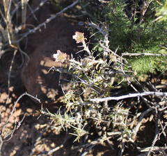 Monsonia salmoniflora