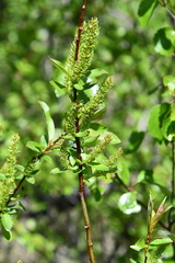 Salix taraikensis