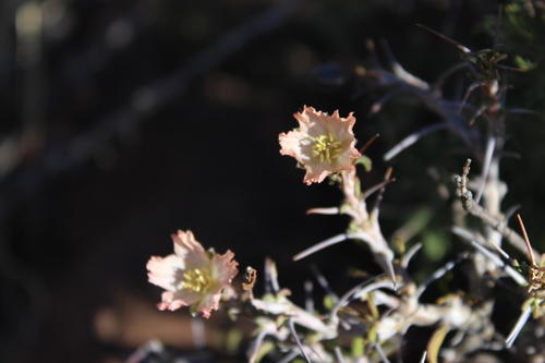 Monsonia salmoniflorum 3