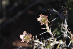 Monsonia salmoniflora