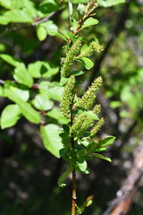 Salix taraikensis