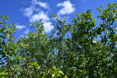 Salix taraikensis