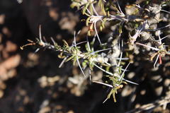 Monsonia salmoniflora