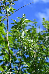 Salix taraikensis