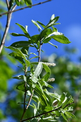 Salix taraikensis