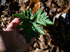 Sceptridium oneidense