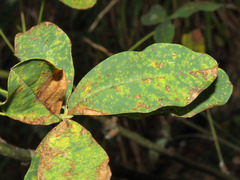 Uromyces pisi-sativi