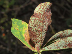 Uromyces pisi-sativi