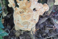 Fungi