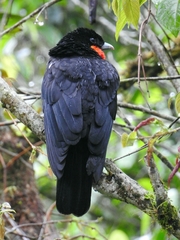 Red-Ruffed Fruitcrow photo 5
