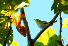 Zosterops erythropleurus