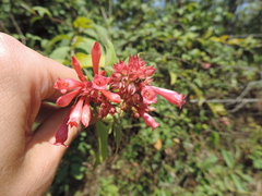Cestrum elegans