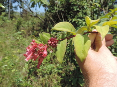Cestrum elegans