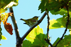Zosterops erythropleurus