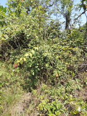 Cestrum elegans