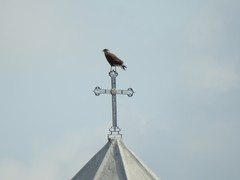 Caracara plancus