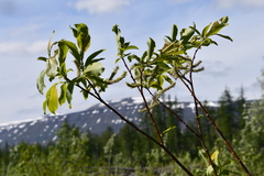 Salix taraikensis