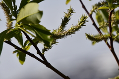 Salix taraikensis
