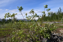 Salix taraikensis