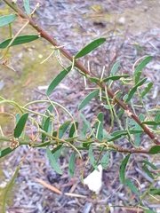 Acacia triquetra