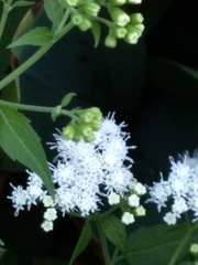 Ageratina altissima