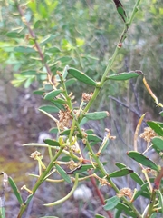 Acacia triquetra