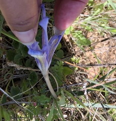 Iris macrosiphon