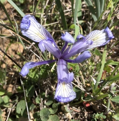 Iris macrosiphon