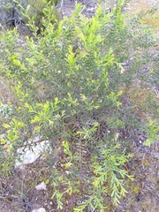 Acacia triquetra