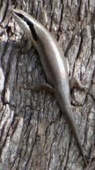 Trachylepis binotata