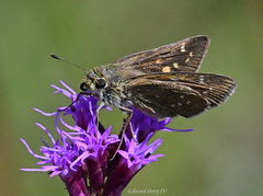 Hesperia attalus slossonae