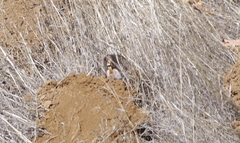Thomomys bulbivorus