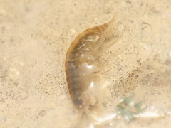 Gammarus elvirae