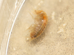 Gammarus elvirae