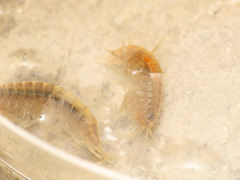 Gammarus elvirae