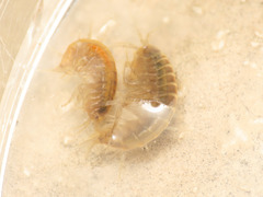 Gammarus elvirae