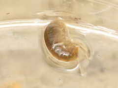 Gammarus elvirae