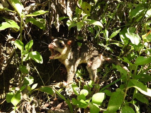 Southern Four-eyed Opossum