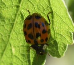 Harmonia axyridis