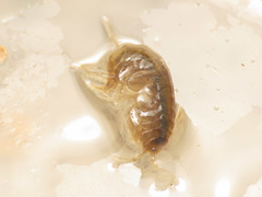 Gammarus elvirae