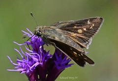 Hesperia attalus slossonae