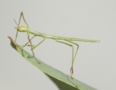 Phasmatini