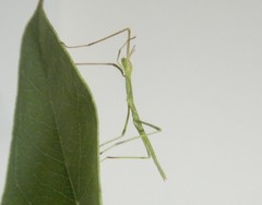 Phasmatini
