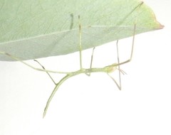 Phasmatini