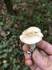 Basidiomycota