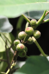 Ficus esquiroliana