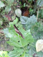 Heliconius clysonymus