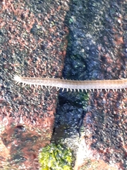 Henia vesuviana