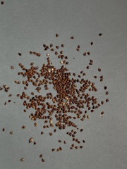 Eleocharis engelmannii